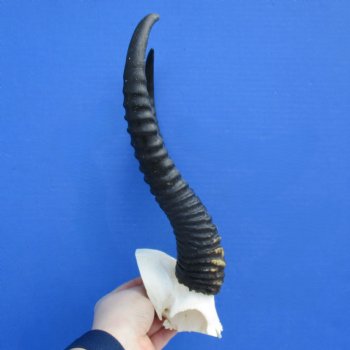 Male Springbok Skull Plate with 12" Horns - $30