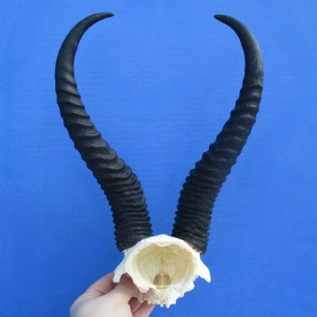 Male Springbok Skull Plate with 12" Horns - $30