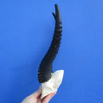 Male Springbok Skull Plate with 12" Horns - $30