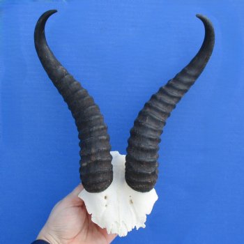 Male Springbok Skull Plate with 10" Horns - $30