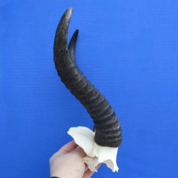 Male Springbok Skull Plate with 10" Horns - $30