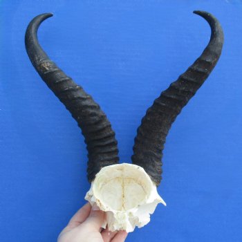 Male Springbok Skull Plate with 10" Horns - $30
