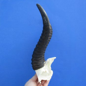 Male Springbok Skull Plate with 10" Horns - $30