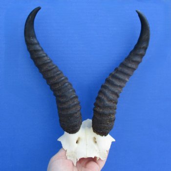 Male Springbok Skull Plate with 10" Horns - $30