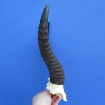 Male Springbok Skull Plate with 10" Horns - $30