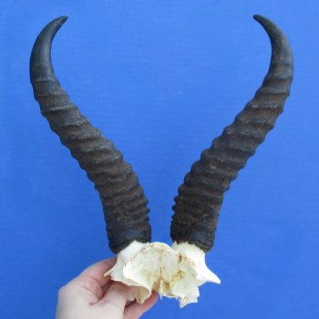 Male Springbok Skull Plate with 10" Horns - $30