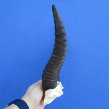 Male Springbok Skull Plate with 10" Horns - $30