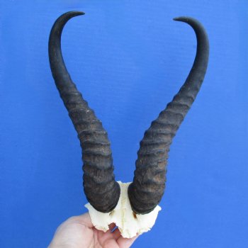 Male Springbok Skull Plate with 12" Horns - $30