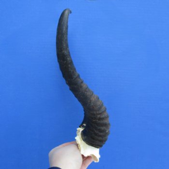 Male Springbok Skull Plate with 12" Horns - $30