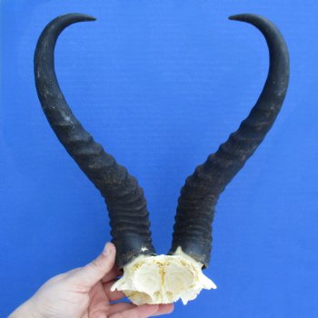 Male Springbok Skull Plate with 12" Horns - $30