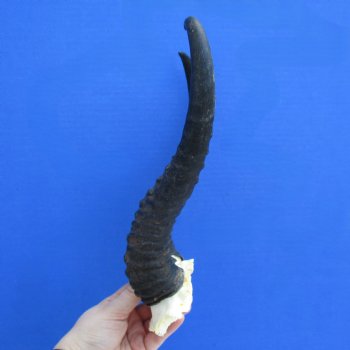 Male Springbok Skull Plate with 12" Horns - $30