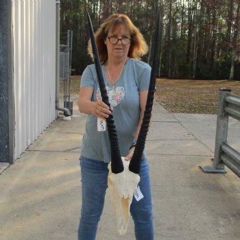 B-Grade African Gemsbok Skull with 32 & 33 inch horns - $125