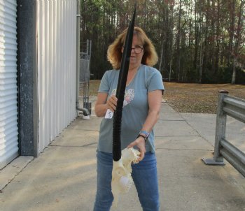 B-Grade African Gemsbok Skull with 32 & 33 inch horns - $125