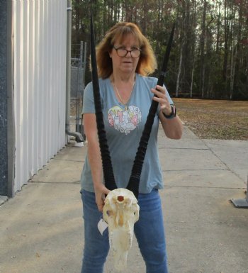 B-Grade African Gemsbok Skull with 32 & 33 inch horns - $125