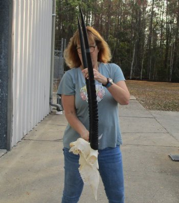 B-Grade African Gemsbok Skull with 32 & 33 inch horns - $125