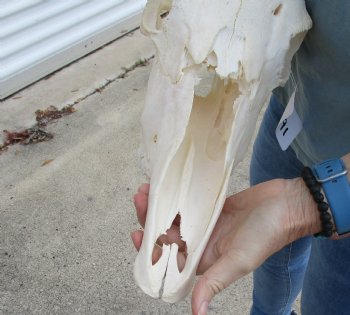 B-Grade African Gemsbok Skull with 32 & 33 inch horns - $125