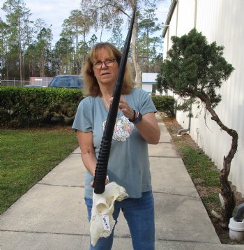 B-Grade African Gemsbok Skull with 32 & 33 inch horns - $125