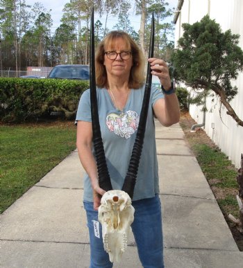 B-Grade African Gemsbok Skull with 32 & 33 inch horns - $125