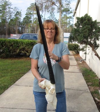 B-Grade African Gemsbok Skull with 32 & 33 inch horns - $125