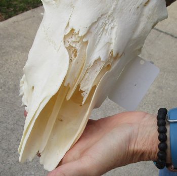 B-Grade African Gemsbok Skull with 32 & 33 inch horns - $125