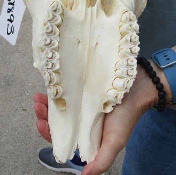 B-Grade African Gemsbok Skull with 32 & 33 inch horns - $125