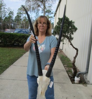 B-Grade African Gemsbok Skull with 34 inch horns - $125