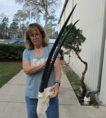 B-Grade African Gemsbok Skull with 34 inch horns - $125