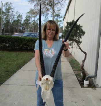 B-Grade African Gemsbok Skull with 34 inch horns - $125