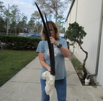 B-Grade African Gemsbok Skull with 34 inch horns - $125