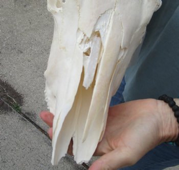 B-Grade African Gemsbok Skull with 34 inch horns - $125