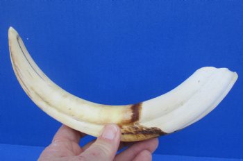  Real 11 inch Warthog Tusk, Warthog Ivory from African Warthog - $59