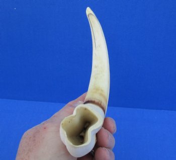  Real 11 inch Warthog Tusk, Warthog Ivory from African Warthog - $59
