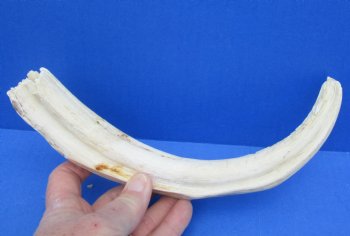 For Sale Real 12 inch Warthog Tusk, Warthog Ivory from African Warthog - $69