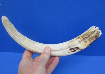  For Sale Real 12 inch Warthog Tusk, Warthog Ivory from African Warthog - $69