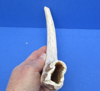  For Sale Real 12 inch Warthog Tusk, Warthog Ivory from African Warthog - $69