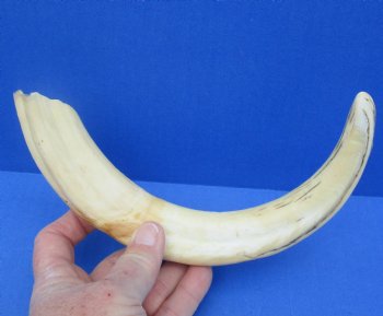  For Sale Real 12 inch Warthog Tusk, Warthog Ivory from African Warthog - $69