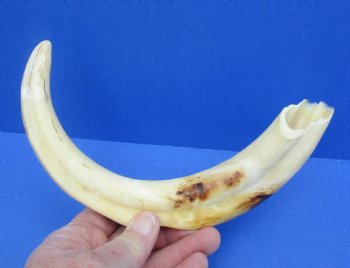  For Sale Real 12 inch Warthog Tusk, Warthog Ivory from African Warthog - $69