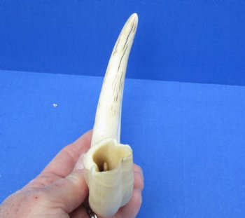  For Sale Real 12 inch Warthog Tusk, Warthog Ivory from African Warthog - $69