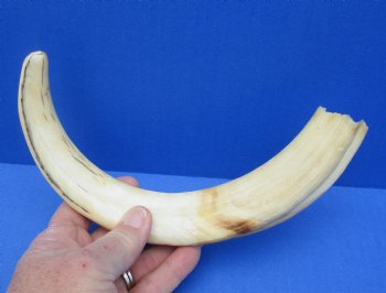  For Sale Real 12 inch Warthog Tusk, Warthog Ivory from African Warthog - $69