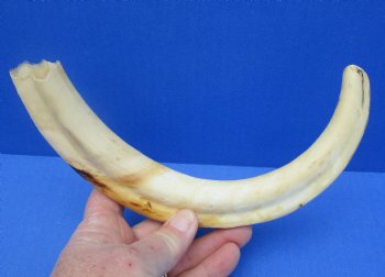  For Sale Real 12 inch Warthog Tusk, Warthog Ivory from African Warthog - $69
