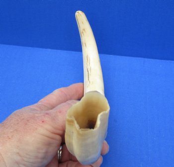  For Sale Real 12 inch Warthog Tusk, Warthog Ivory from African Warthog - $69