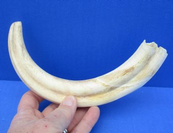 Real 11 inch Warthog Tusk, Warthog Ivory from African Warthog - $59