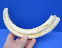 Real 11 inch Wartho...