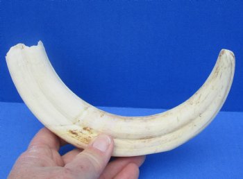  Real 11 inch Warthog Tusk, Warthog Ivory from African Warthog - $59