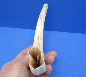  Real 11 inch Warthog Tusk, Warthog Ivory from African Warthog - $59