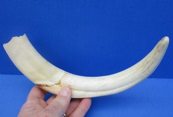  For Sale Real 12 inch Warthog Tusk, Warthog Ivory from African Warthog - $69