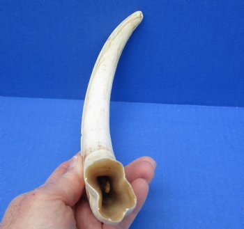  For Sale Real 12 inch Warthog Tusk, Warthog Ivory from African Warthog - $69