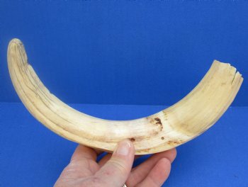  For Sale Real 12 inch Warthog Tusk, Warthog Ivory from African Warthog - $69