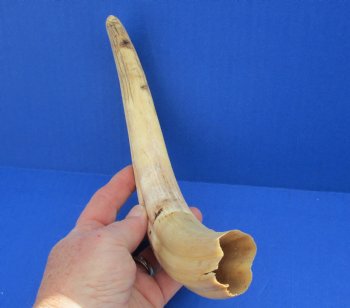  For Sale Real 12 inch Warthog Tusk, Warthog Ivory from African Warthog - $69