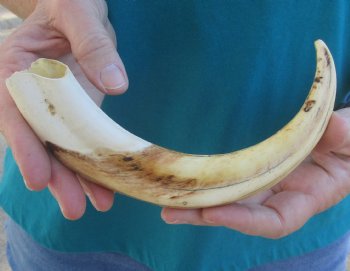 10 inch Warthog Tusk, Warthog Ivory from African Warthog - $49